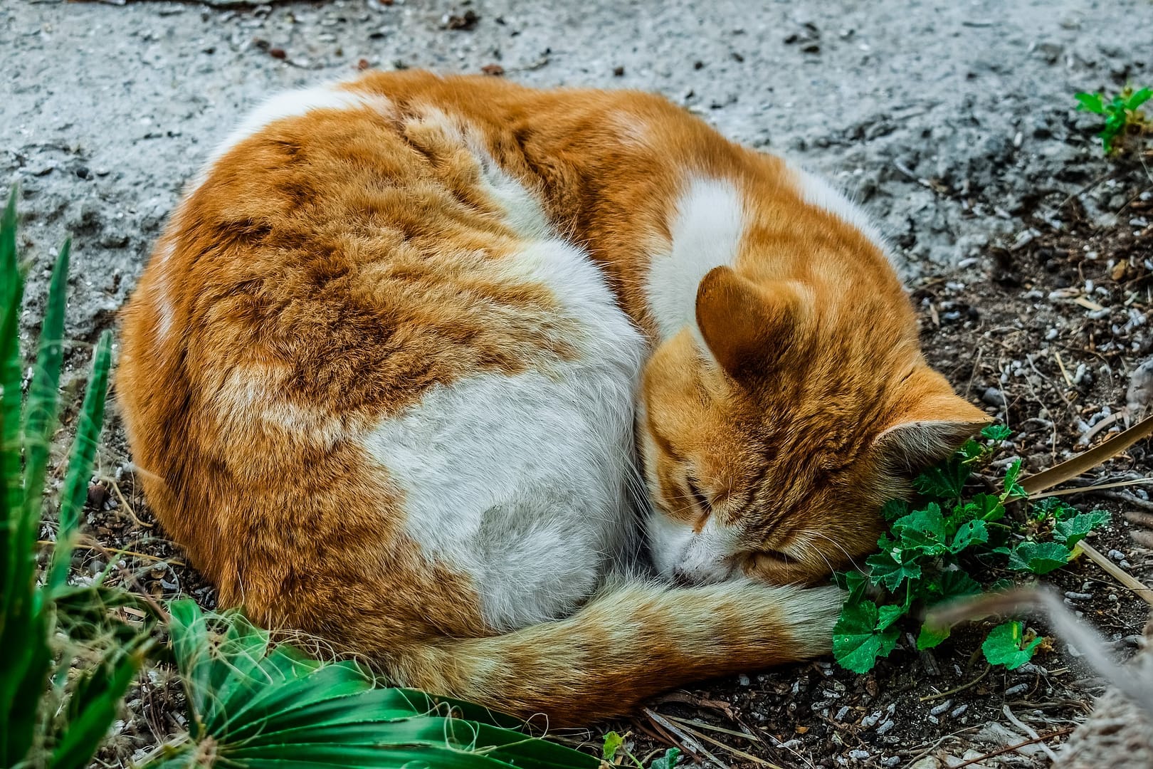 Touch Stray Pets with Precautions